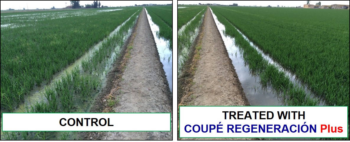 Comparation of rice plants treated with COUPE REGENERACION Plus and control
